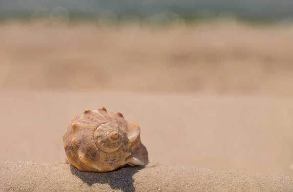 Gyönyörű kagyló a homok — Stock Fotó