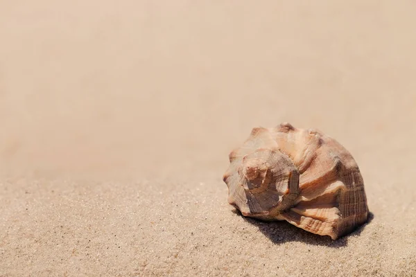 Beautiful seashell on sand — Stock Photo, Image