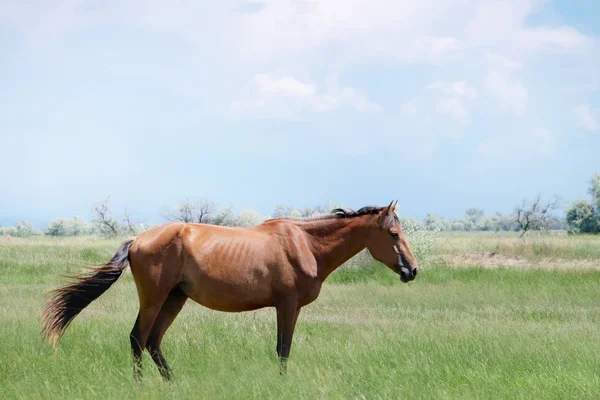 Brown cute horse on pasture — Stock Photo, Image