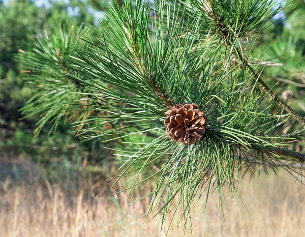 Cône de pin sur branche — Photo