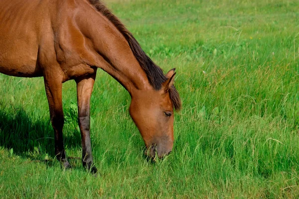 Коричневая лошадь — стоковое фото