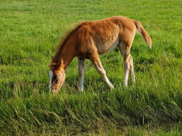 Pequeno potro no campo — Fotografia de Stock