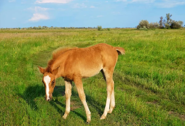 フィールドに小さな子馬 — ストック写真