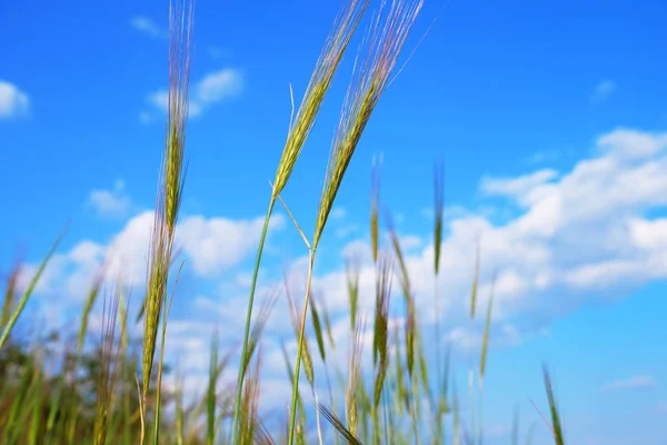 Kolce zielonej trawy na łące — Zdjęcie stockowe