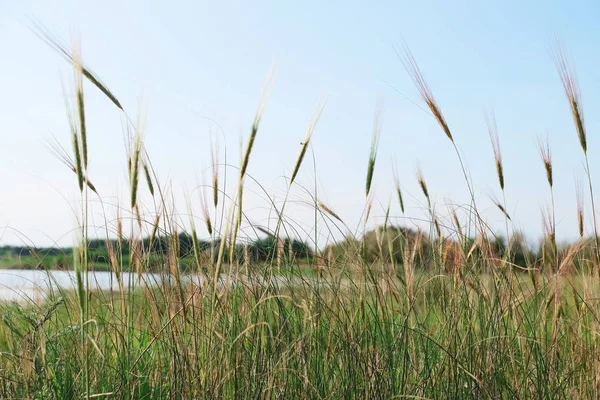 Колосья зеленой травы на лугу — стоковое фото