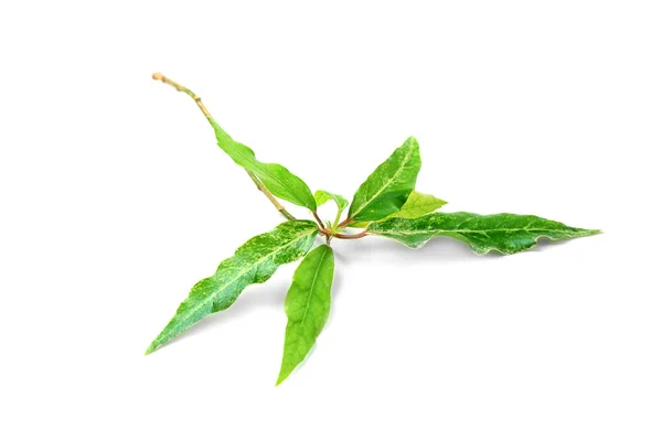 Green tea leaves — Stock Photo, Image