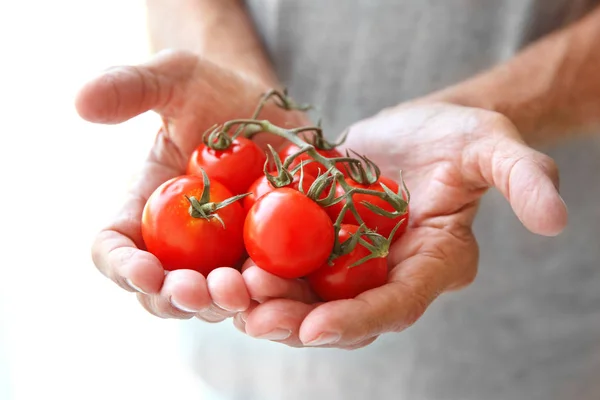 Mani che tengono i pomodori — Foto Stock