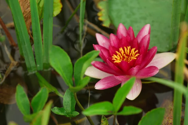 Hermosa lirio de agua en el estanque —  Fotos de Stock