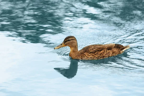 Eend Zwemmen Vijver — Stockfoto