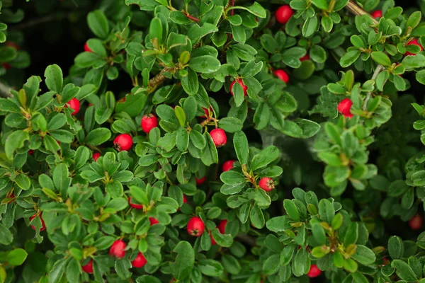 Bush with red berries — Stock Photo, Image