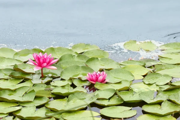 Schöne Seerosen im Teich — Stockfoto