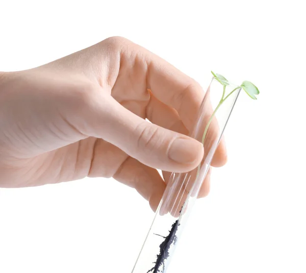 Hand holding test tube with plant — Stock Photo, Image