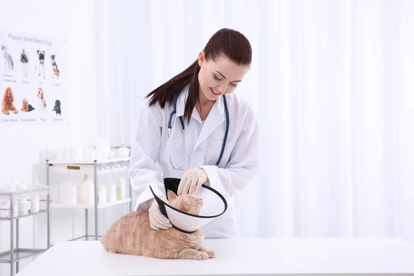 veterinarian putting cone of shame on cat