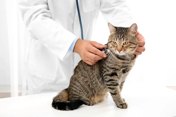 Veterinarian examining cat — Stock Photo, Image