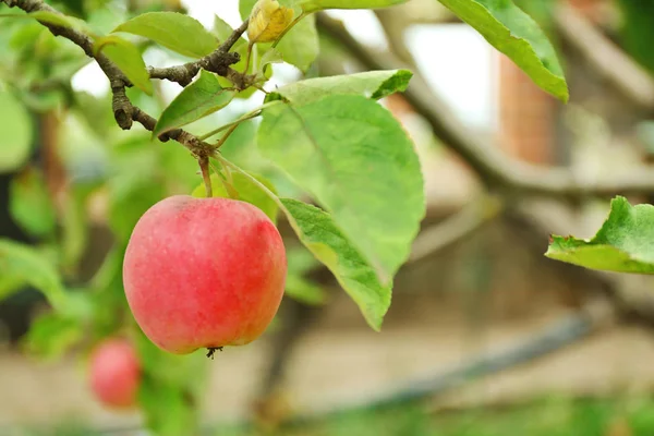 Apple op vertakking van de beslissingsstructuur — Stockfoto