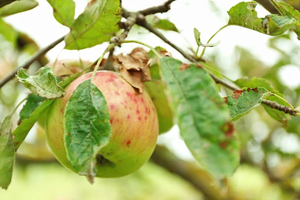 Jabłko na gałęzi drzewa — Zdjęcie stockowe