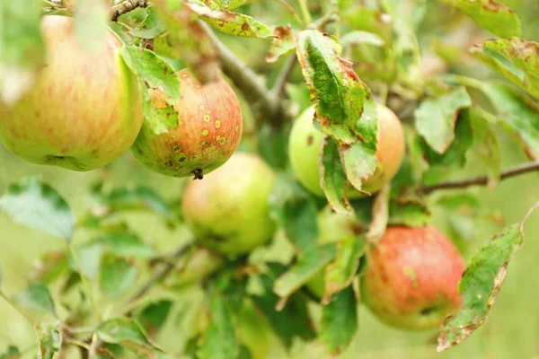 Appels op boomtak — Stockfoto