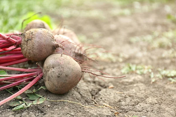 Raw beets on ground — Stock Photo, Image