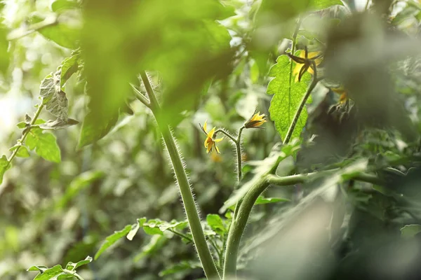 绿色的植物在花园里 — 图库照片