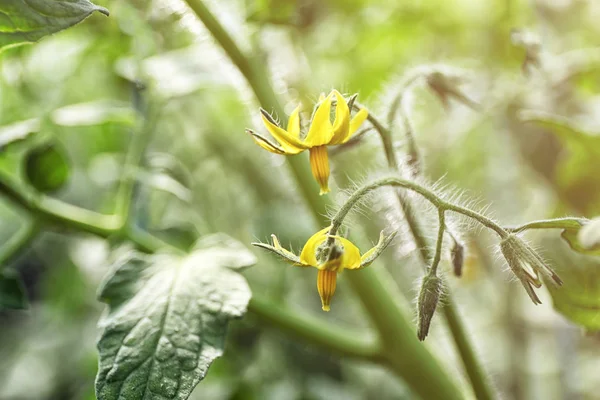 Green plants in garden — Stock Photo, Image