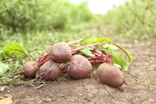 Raw beets on ground — Stock Photo, Image