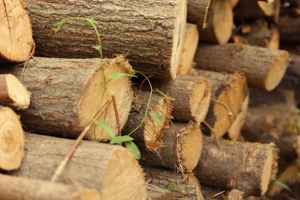 Troncos Madera Aire Libre Cerca — Foto de Stock