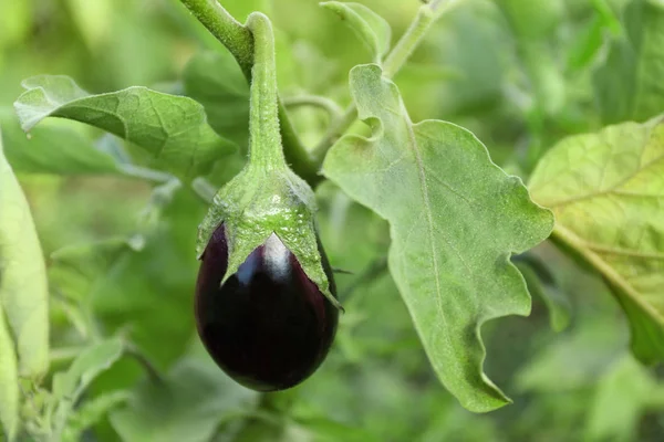 Berenjena creciendo en el jardín — Foto de Stock