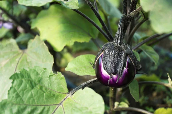 Auberginen wachsen im Garten — Stockfoto