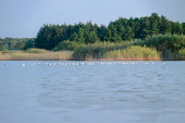 Bandada de gaviotas flotando en el estuario — Foto de Stock
