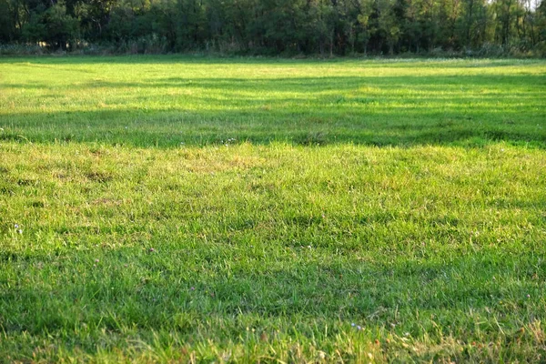 Yeşil çayır çimen — Stok fotoğraf
