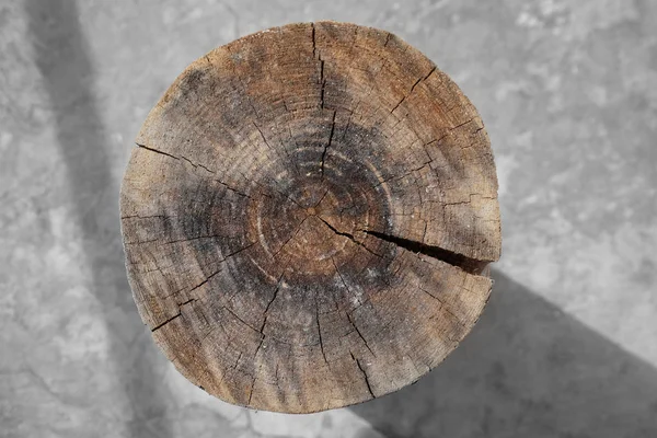 Cross section of tree trunk outdoor