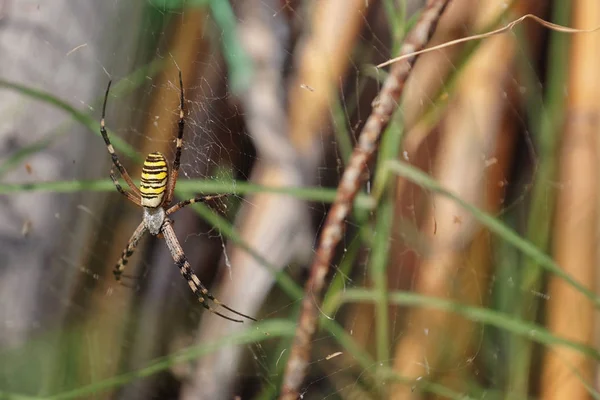 Araignée Jardin Dans Toile Araignée — Photo