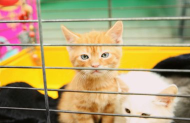 sevimli küçük kedi yavrusu 