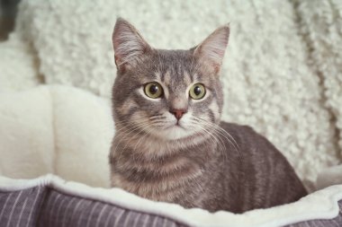 Yatakta sevimli kedi