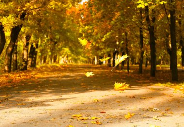Park sonbaharda Yapraklar düşüyor 