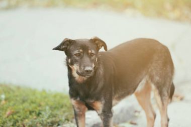 siyah sokak köpeği 