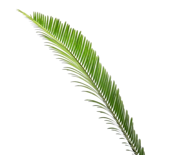 Πράσινο φύλλο φοινικόδεντρου — Φωτογραφία Αρχείου