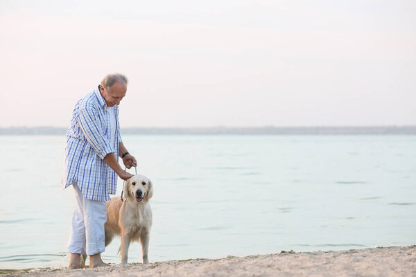 Тренировочная собака
 