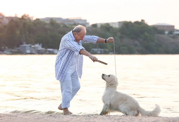 Komuta sizde eğitim köpek — Stok fotoğraf