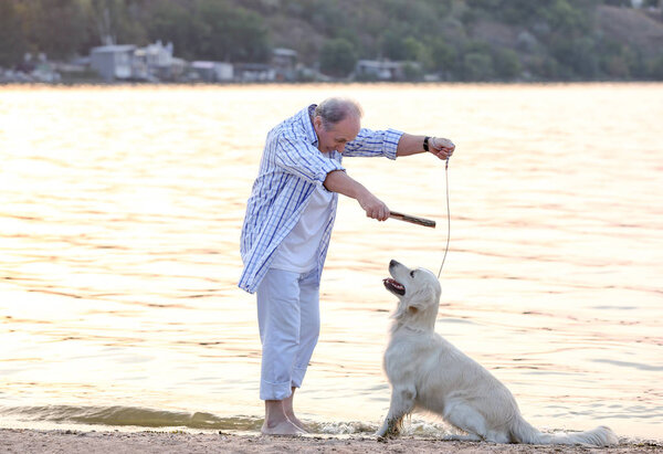 Тренировочная собака
 