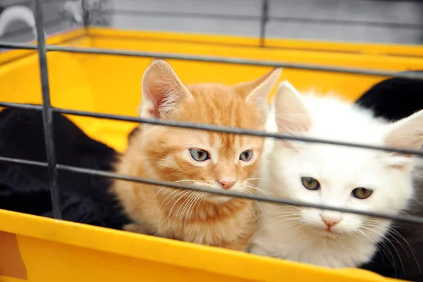 Cute little kittens — Stock Photo, Image