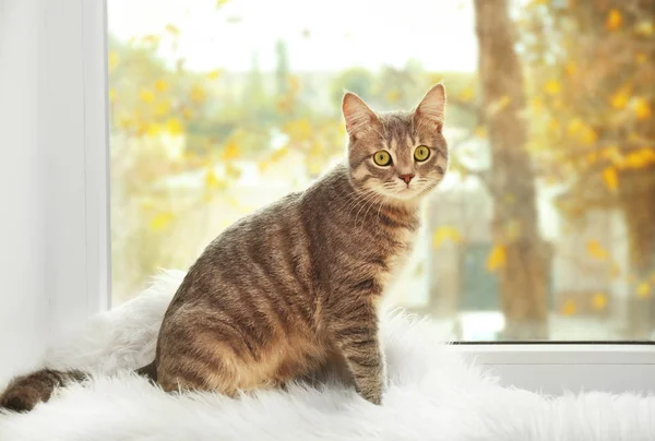 Gato bonito no peitoril da janela — Fotografia de Stock