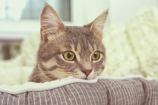 Cute cat in bed — Stockfoto