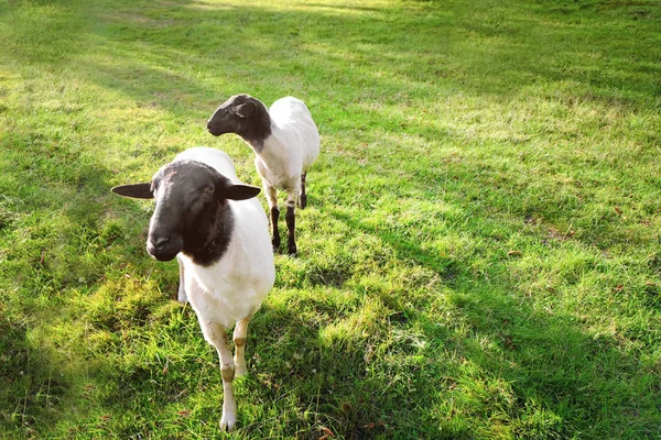 Moutons sur prairie verte — Photo