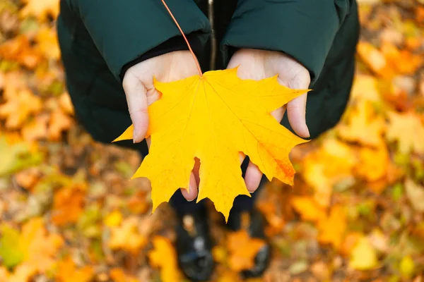 Female hands holding leaf — Stock Photo, Image