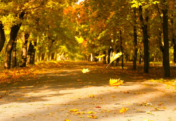 Fallendes Laub im Herbstpark — Stockfoto