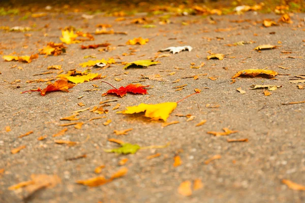 Autumn leaves on ground in park — Stock Photo, Image