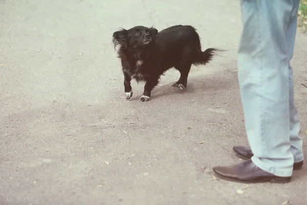 黒い野良犬 — ストック写真