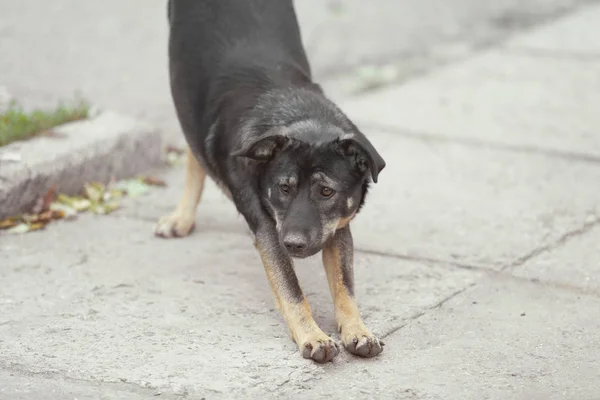 Чёрная бездомная собака — стоковое фото