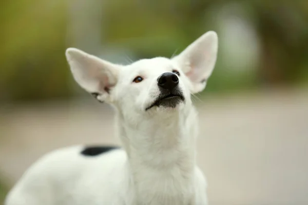 White stray dog — Stock Photo, Image
